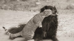 Cats Animals Dogs monochrome