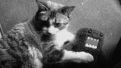 Cats Animals Domo-kun monochrome