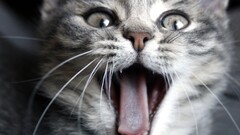 cats Animals eyes Mammals animal eyes