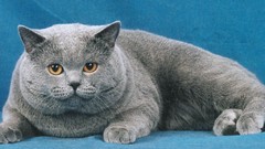 Cats Animals fat grey