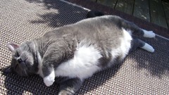 Cats Animals fat grey