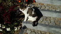 cats Animals feline Flowers Mammals outdoors