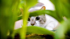 cats Animals feline green eyes Green Plants Mammals