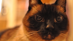 Cats Animals feline Kittens