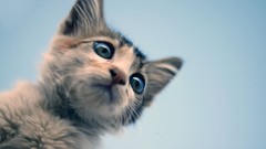 Cats Animals feline Kittens