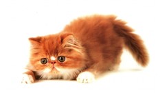 Cats Animals feline Kittens