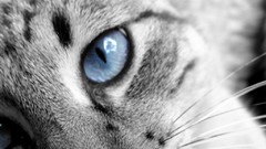 Cats Animals feline Kittens