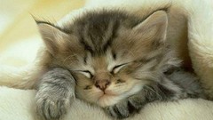 Cats Animals feline Kittens