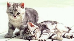 Cats Animals feline Kittens