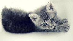 Cats Animals feline Kittens