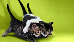 Cats Animals feline Kittens