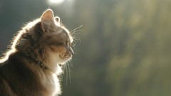 Cats Animals feline Kittens