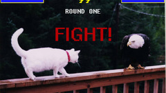 Cats Animals fight Eagles