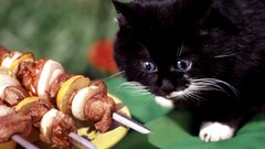 Cats Animals food kebab