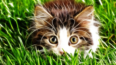 Cats Animals Fractalius