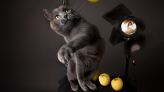 Cats Animals funny apples