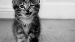 Cats Animals funny monochrome