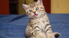 Cats Animals funny pets