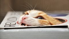 Cats Animals funny sweets