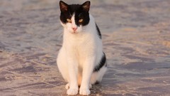 Cats Animals golden eyes