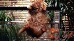 Cats Animals goldfish fish