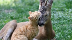 Cats Animals grass deer