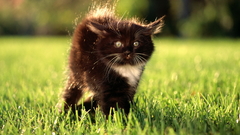 Cats Animals grass depth