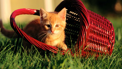 Cats Animals grass Kittens