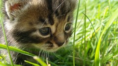 Cats Animals grass Kittens