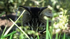 Cats Animals grass Kittens