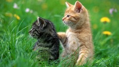 Cats Animals grass Kittens