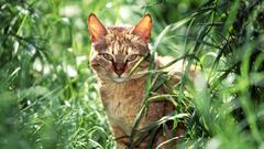 Cats Animals grass outdoors