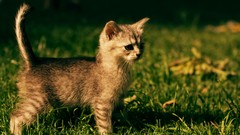 Cats Animals grass outdoors