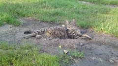 Cats Animals gray grass