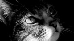 Cats Animals grayscale
