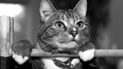 Cats Animals grayscale