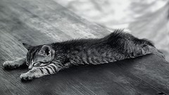 Cats Animals grayscale