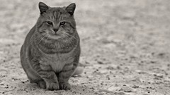 Cats Animals grayscale