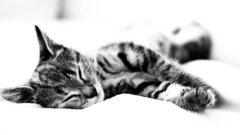 Cats Animals grayscale monochrome