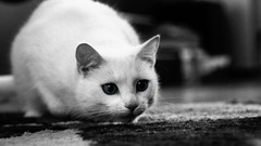 Cats Animals grayscale monochrome