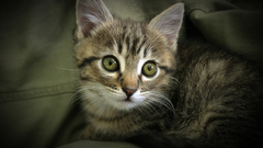 Cats Animals green eyes