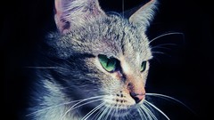 Cats Animals green eyes