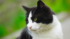 Cats Animals green eyes