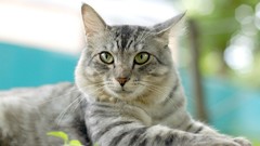 Cats Animals green eyes