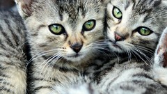 Cats Animals green eyes