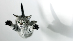 Cats Animals green eyes