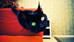 Cats Animals green eyes