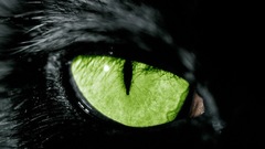 Cats Animals green eyes