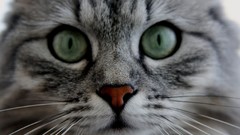 Cats Animals green eyes