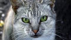 Cats Animals green eyes